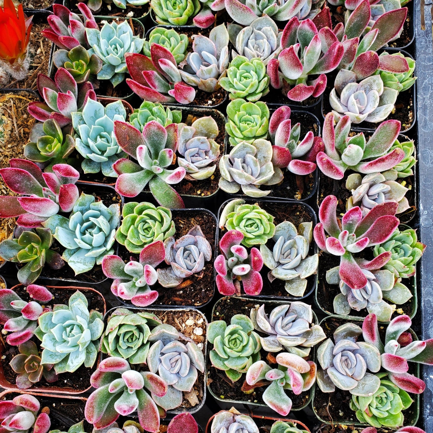 Echeveria Mix (Purple, Red & Green)